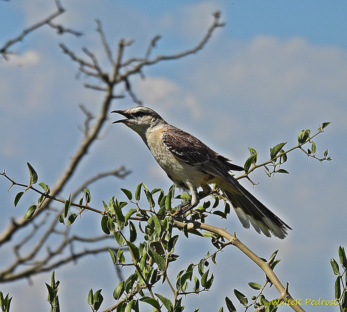 Chalk-browed Mockingbird - ML647025932