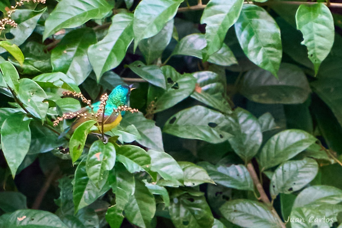 Collared Sunbird - ML647025933