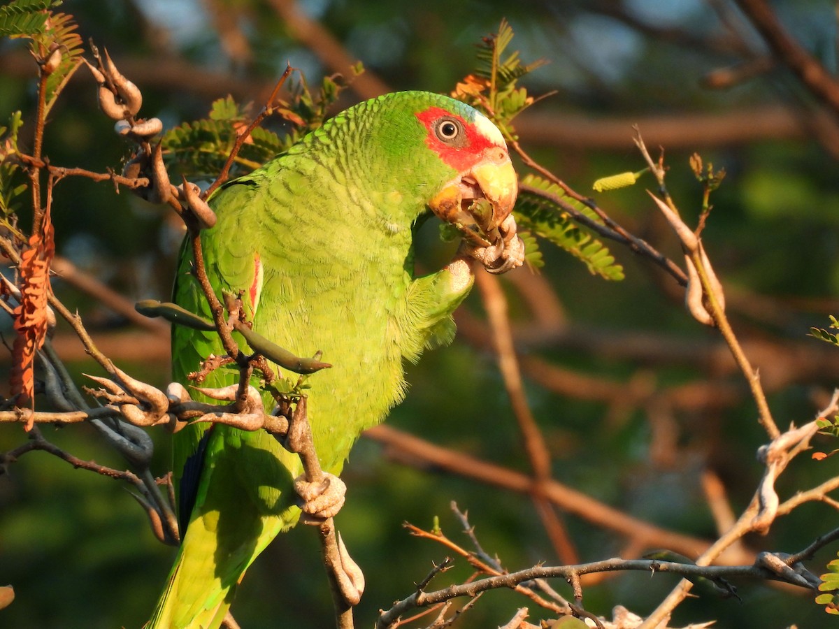 White-fronted Amazon - ML647025934