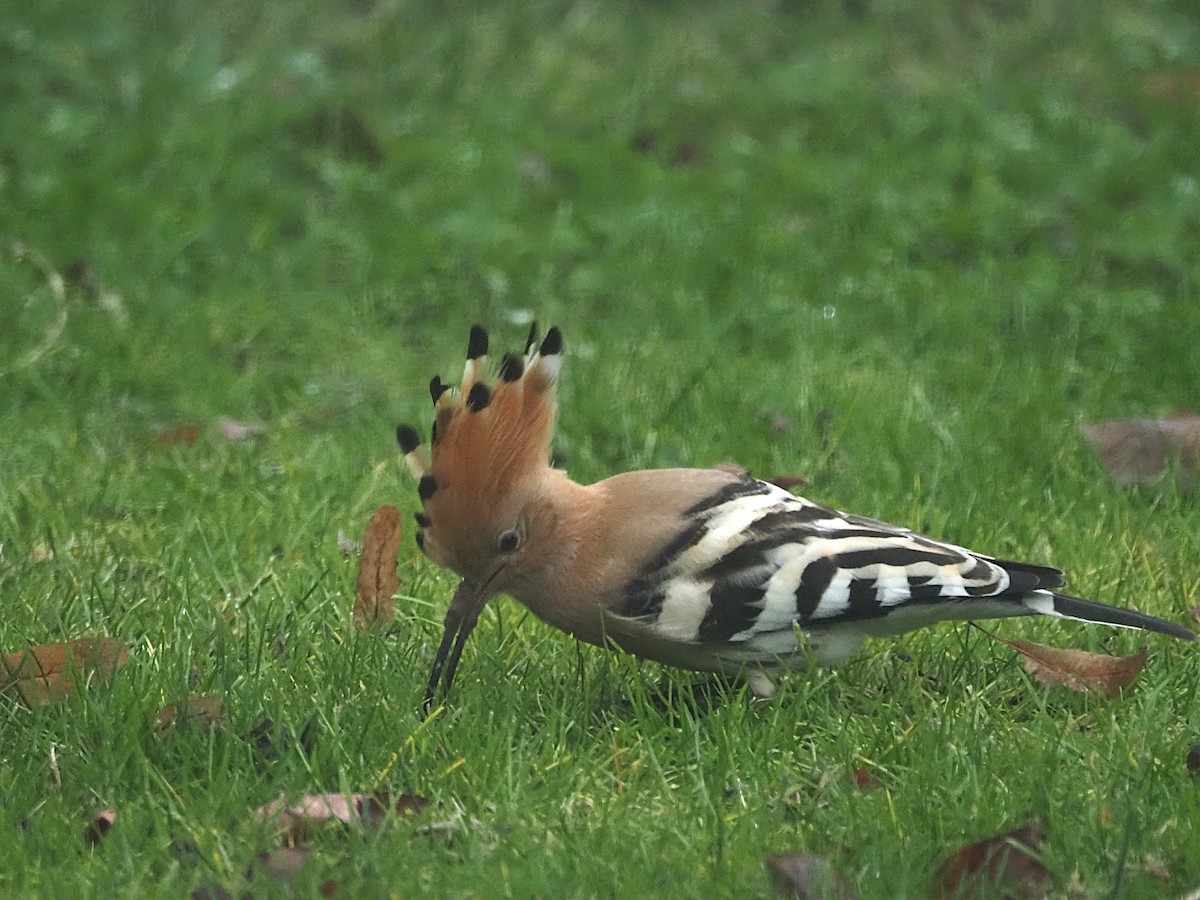 Common Hoopoe - ML647025935