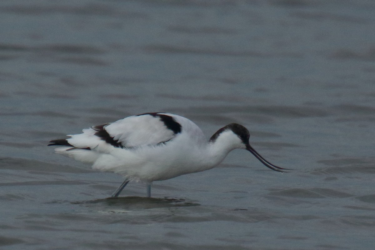 Pied Avocet - ML647025936