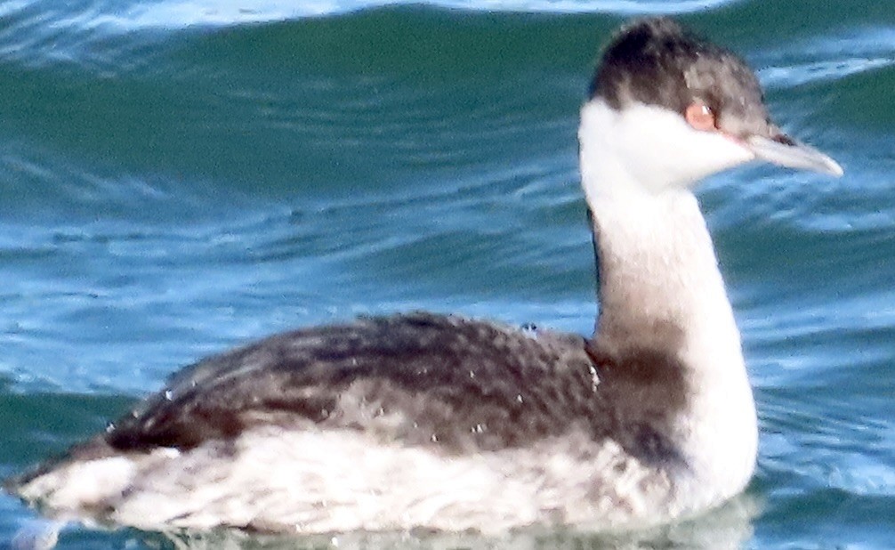 Horned Grebe - ML647025937