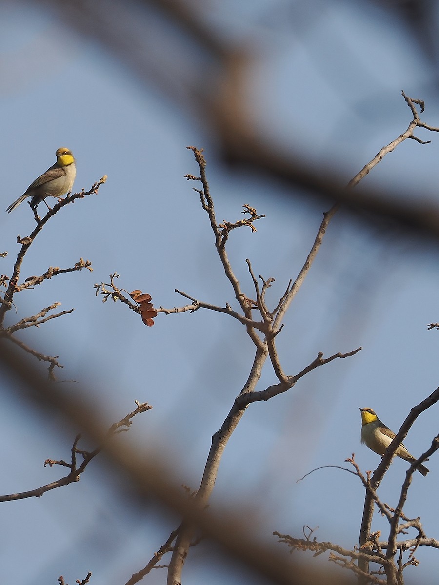 Black-necked Eremomela - ML647025939