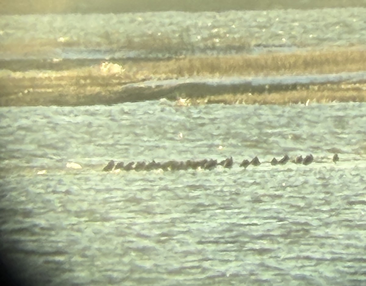 duck sp. - ML647025940