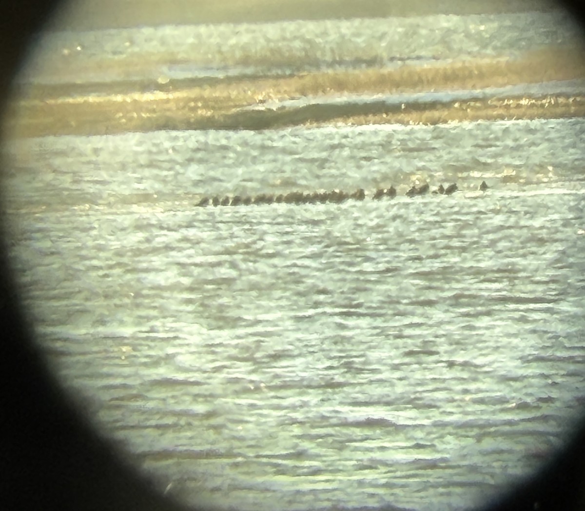 duck sp. - ML647025941