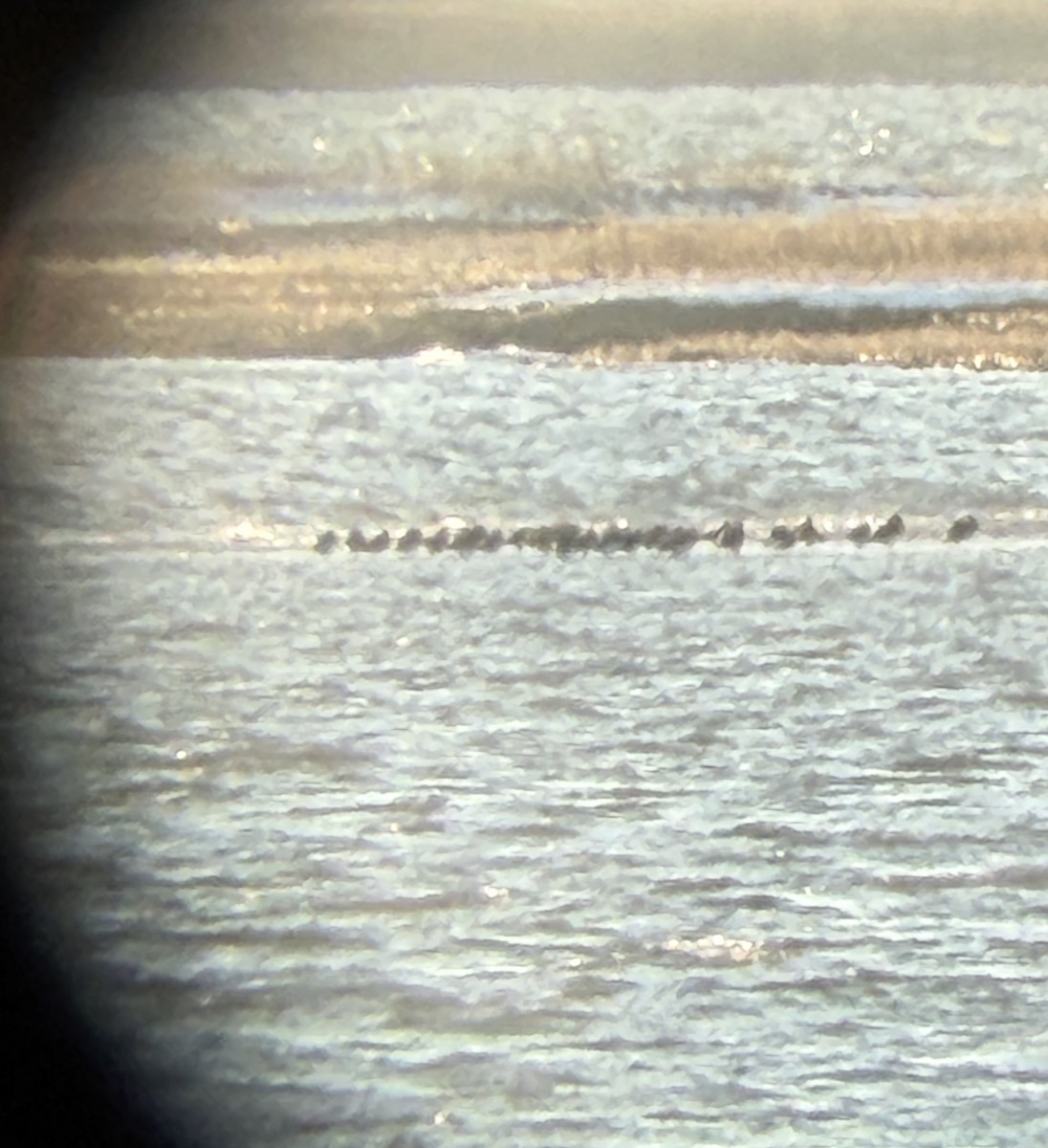 duck sp. - ML647025942