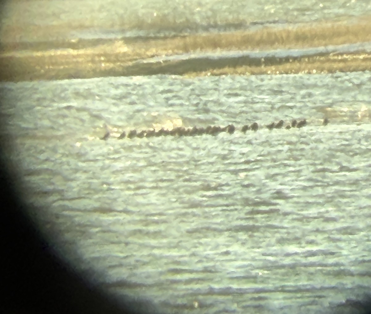 duck sp. - ML647025943