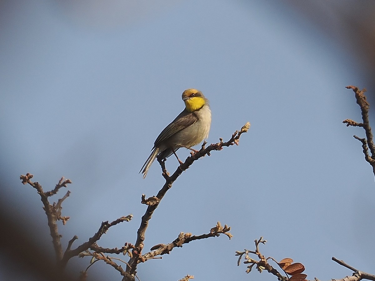 Black-necked Eremomela - ML647025944