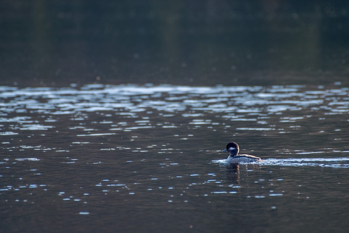 Bufflehead - ML647025945