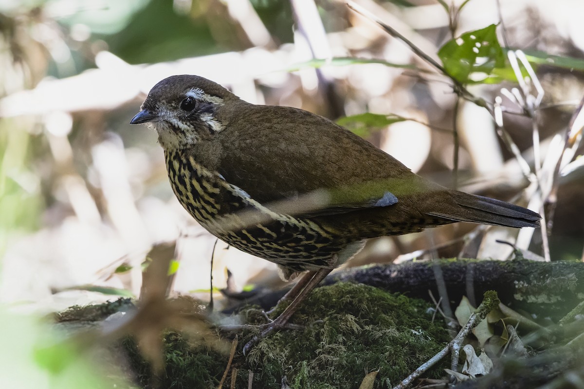 Rufous-tailed Antthrush - ML647025947