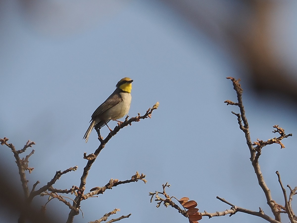 Black-necked Eremomela - ML647025948