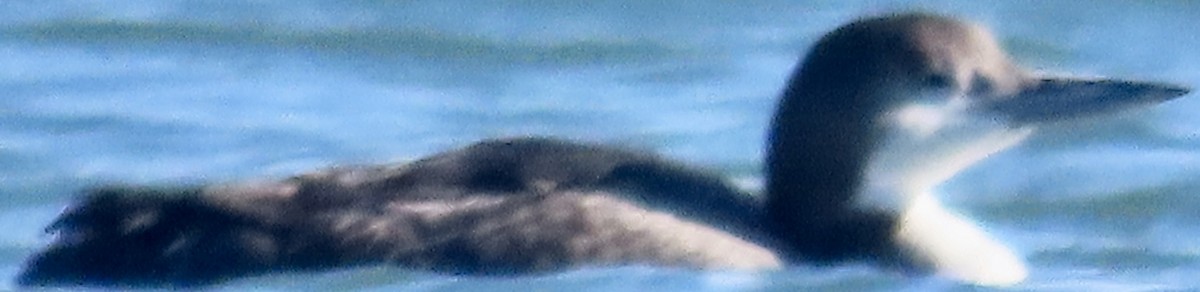 Common Loon - ML647025949