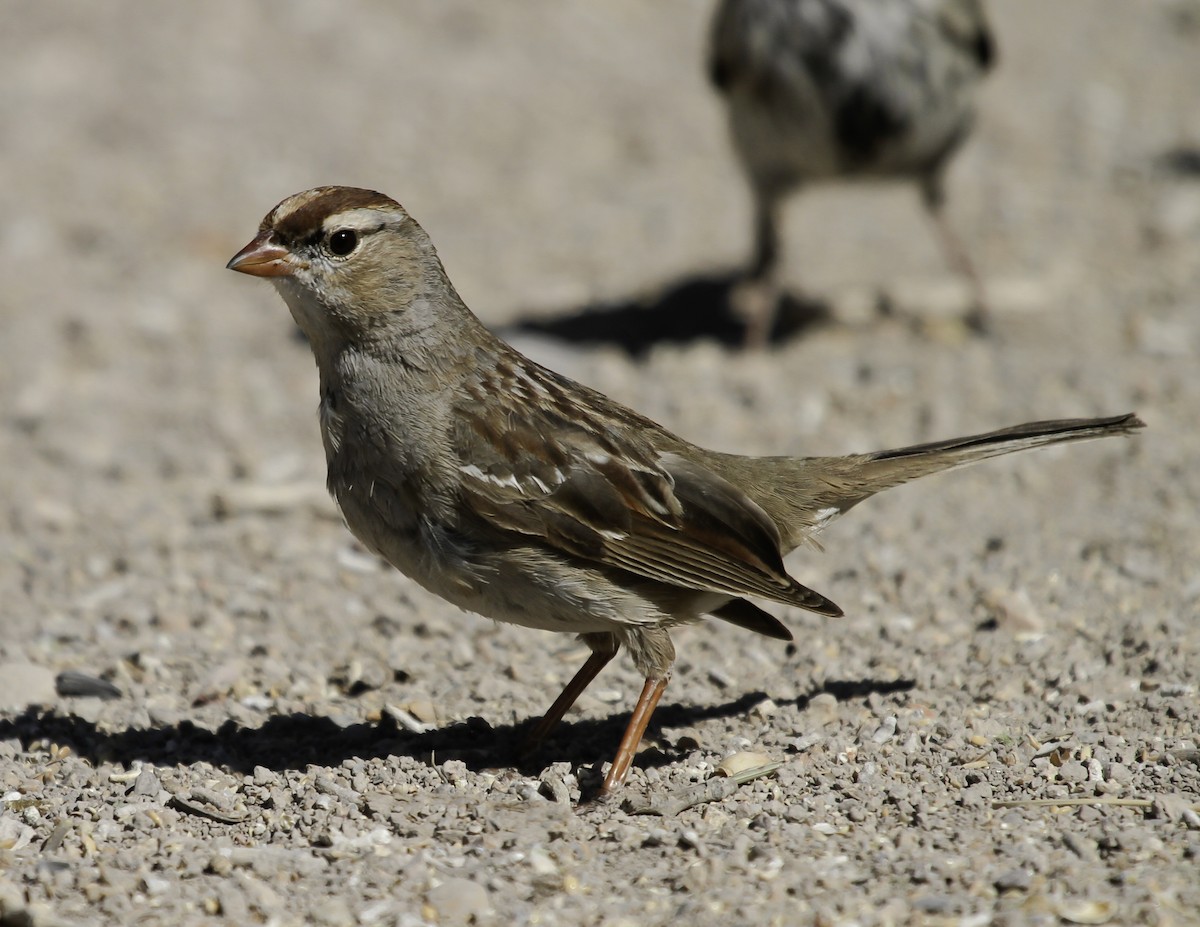 White-crowned Sparrow - ML647025950
