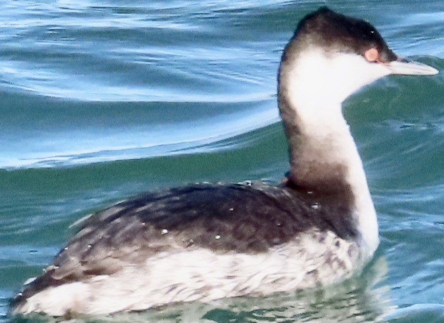Horned Grebe - ML647025951