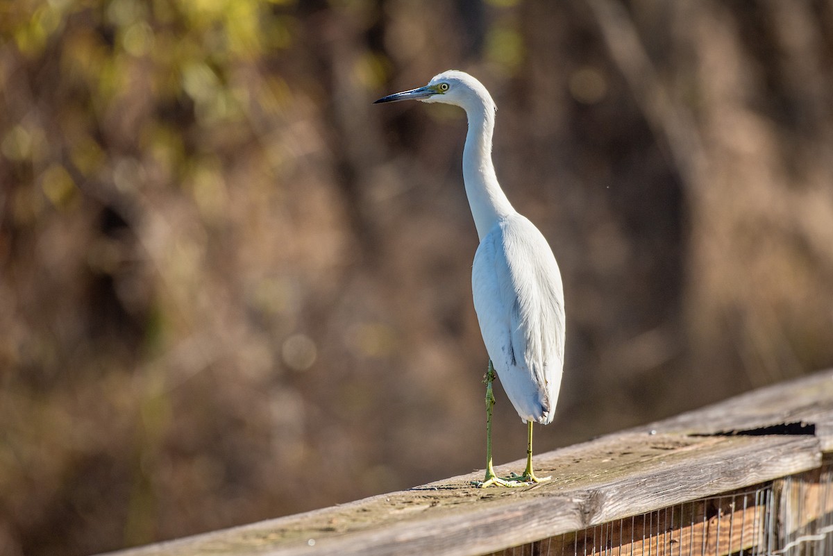 Little Blue Heron - ML647025953