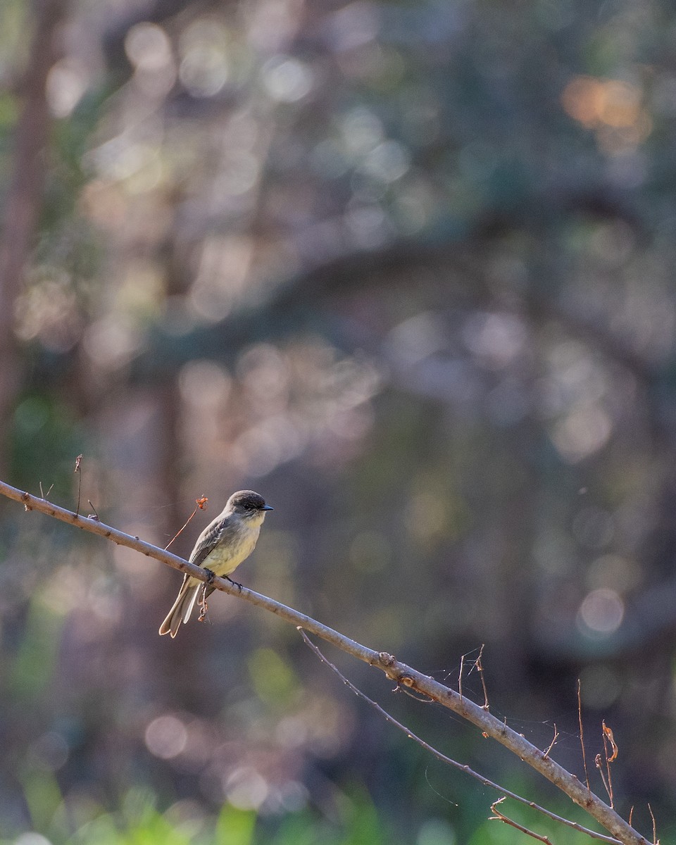 Mosquero Fibí - ML647025967