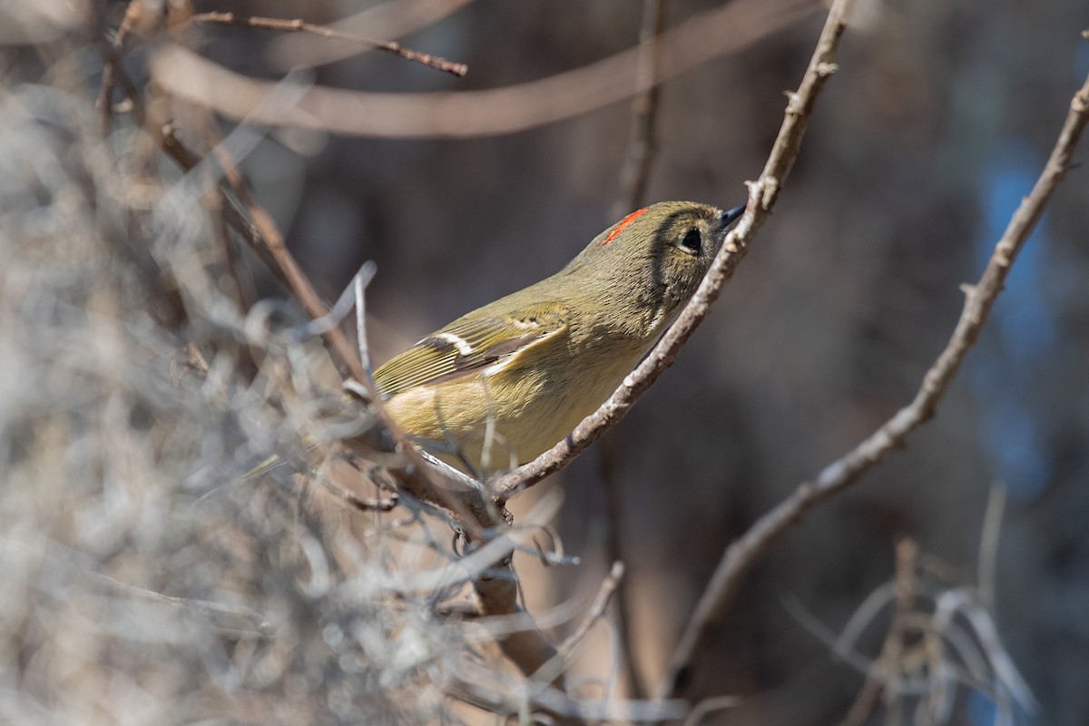 Ruby-crowned Kinglet - ML647025970