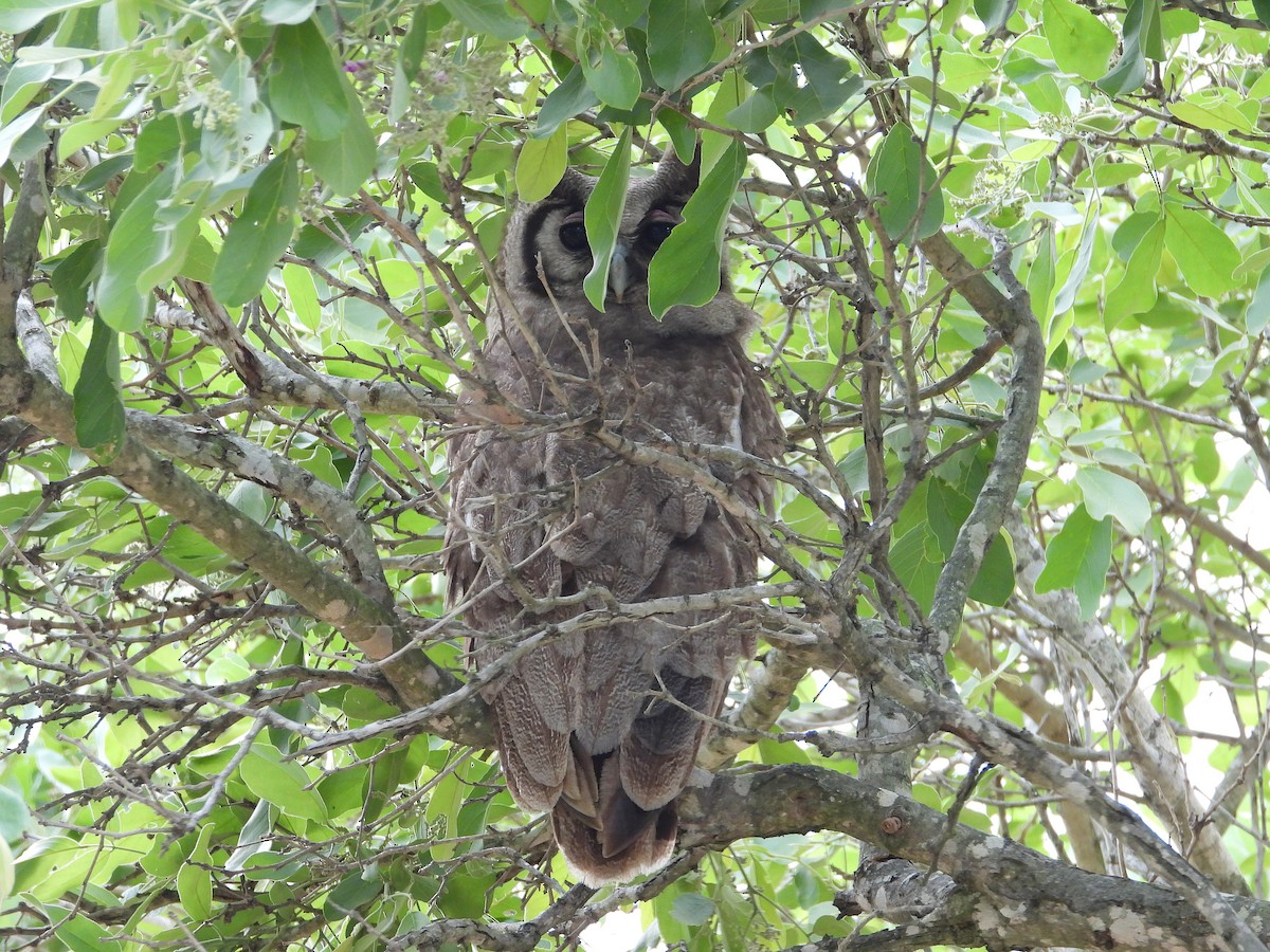 Verreaux's Eagle-Owl - ML647025973