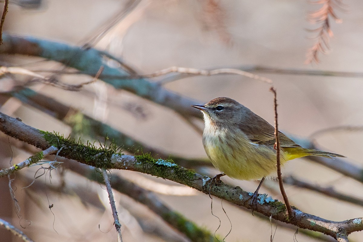 Palm Warbler - ML647025974