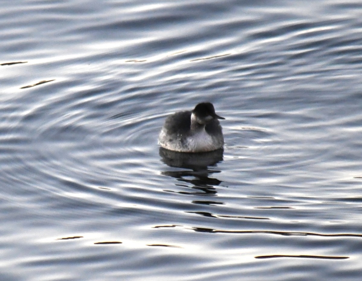 Eared Grebe - ML647025975