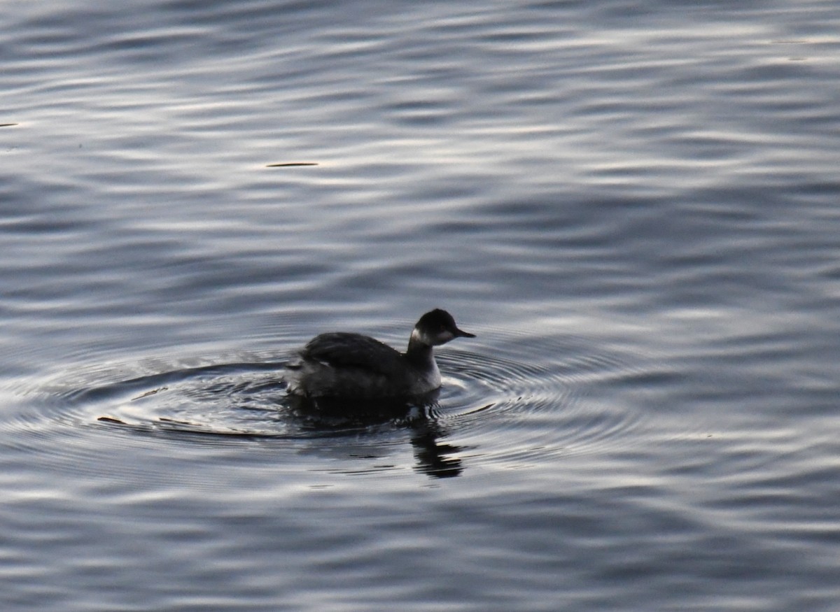 Eared Grebe - ML647025976