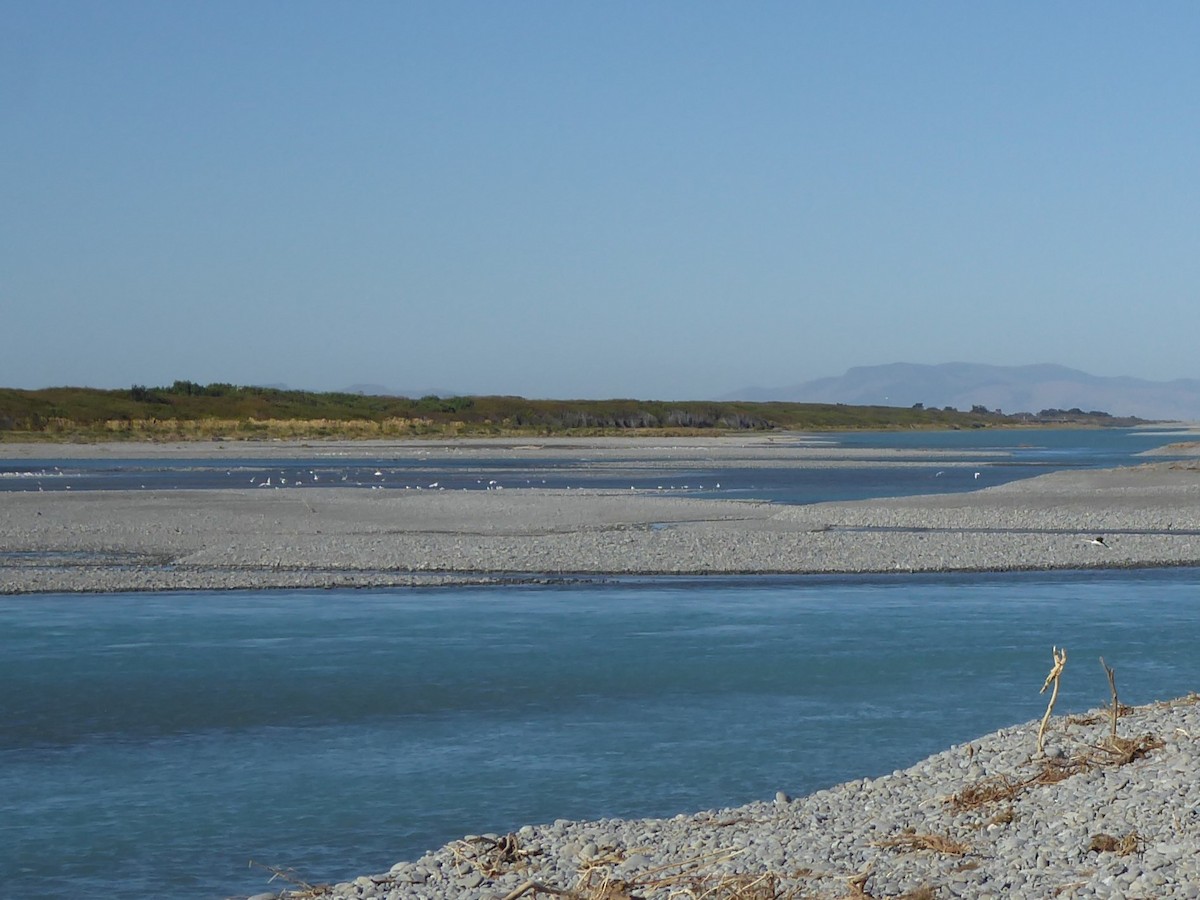 マミジロウ - ML647025977