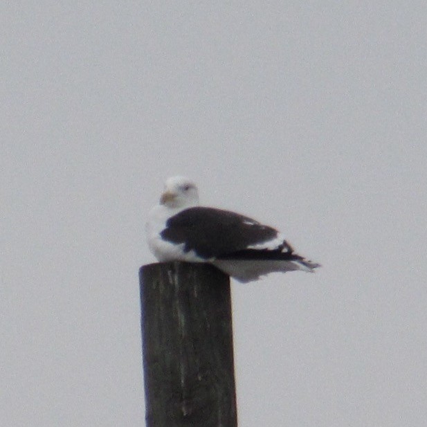 svartbak - ML647025980