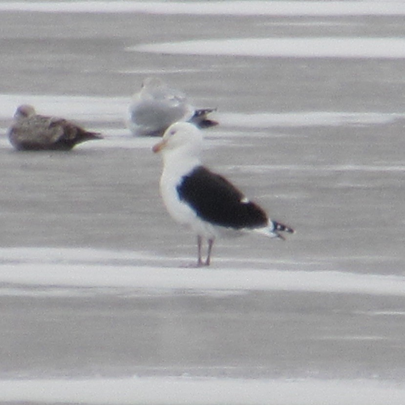 svartbak - ML647025981