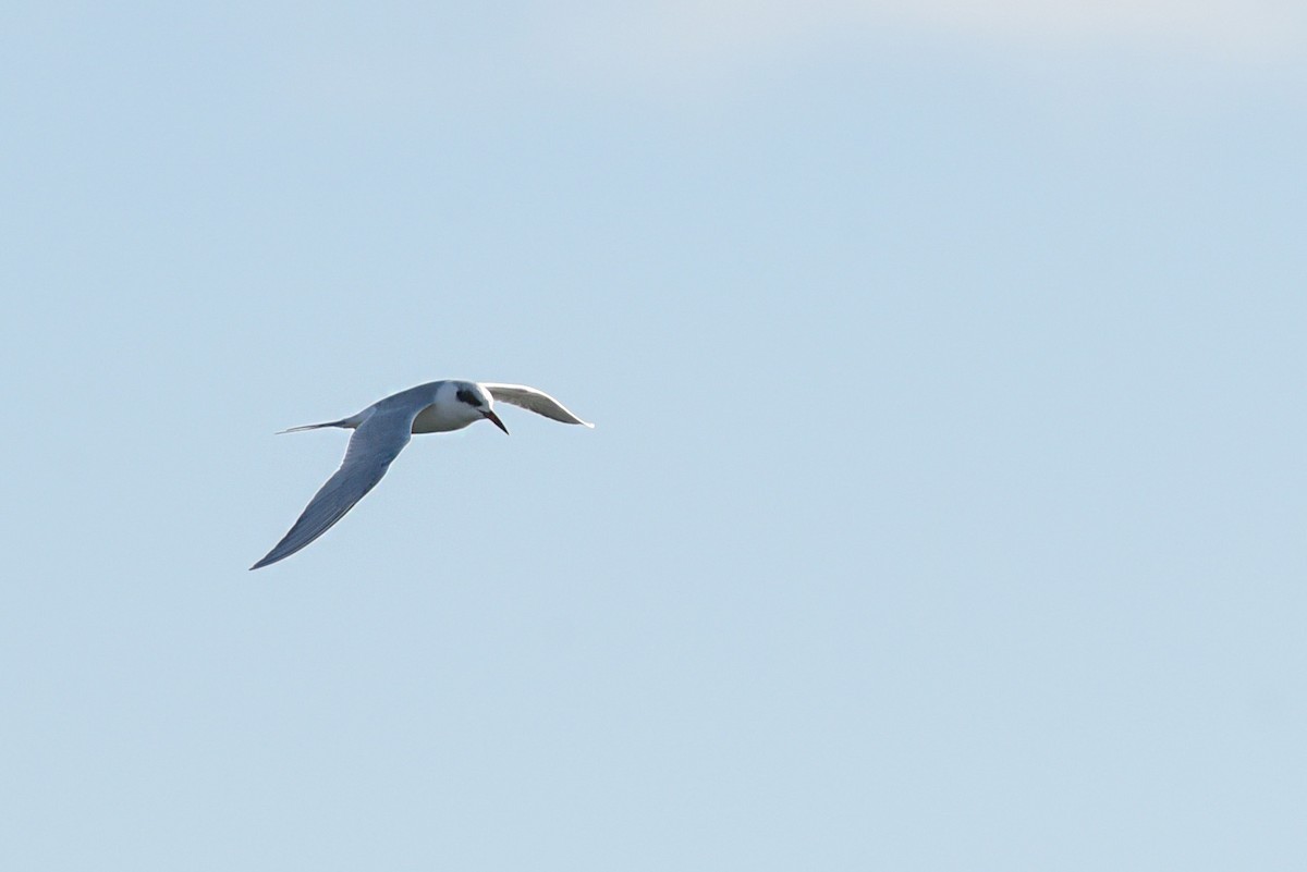 Forster's Tern - ML647025983