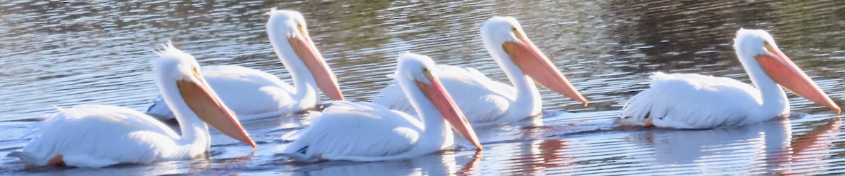 American White Pelican - ML647025984