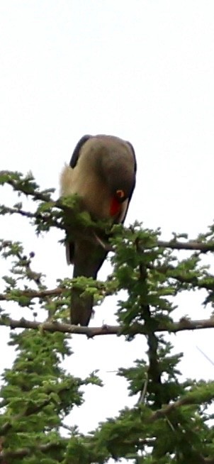 Red-billed Oxpecker - ML647025986