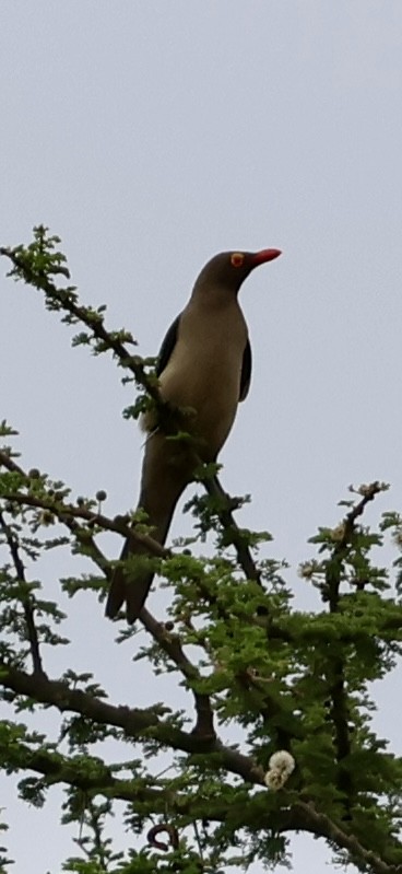 Red-billed Oxpecker - ML647025987