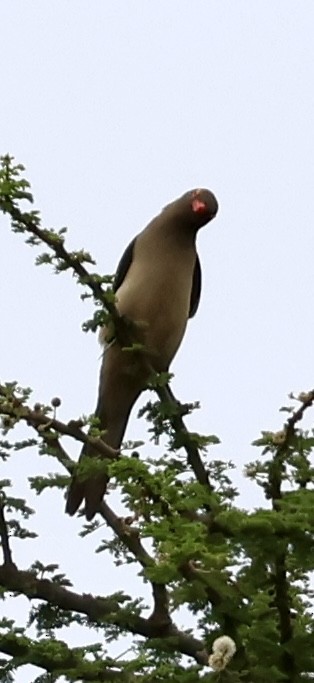 Red-billed Oxpecker - ML647025988