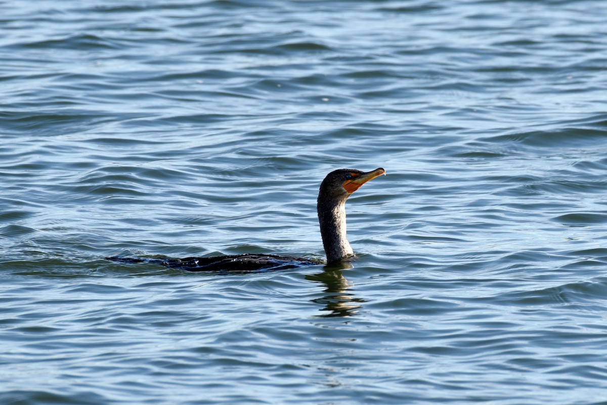 Double-crested Cormorant - ML647025990