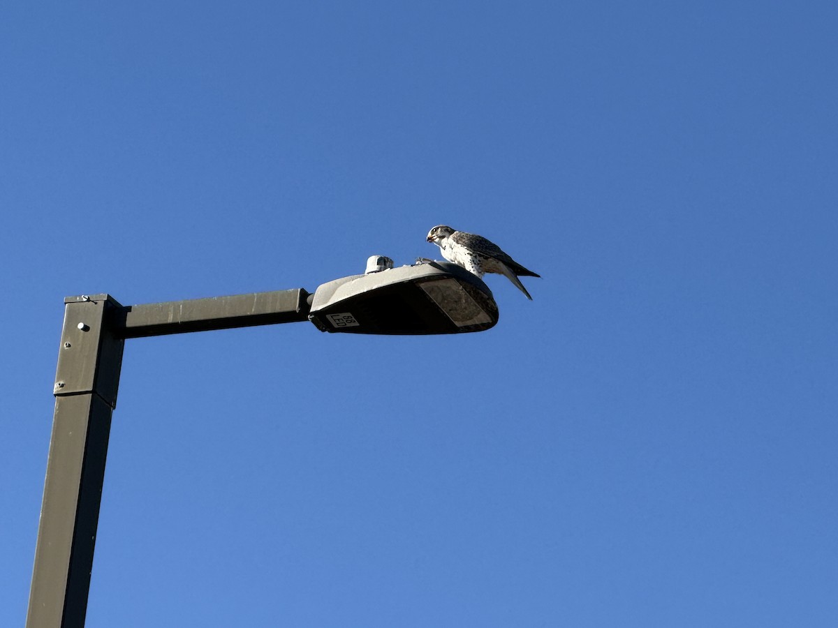 Prairie Falcon - ML647025992