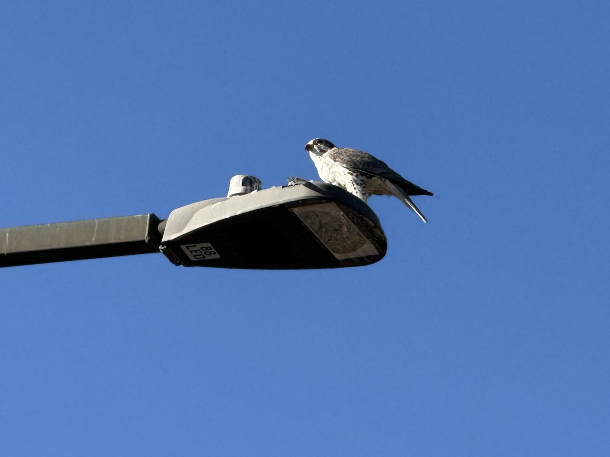 Prairie Falcon - ML647025993