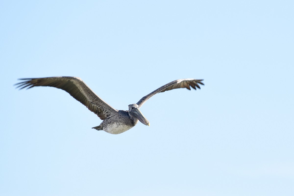 Brown Pelican - ML647025995