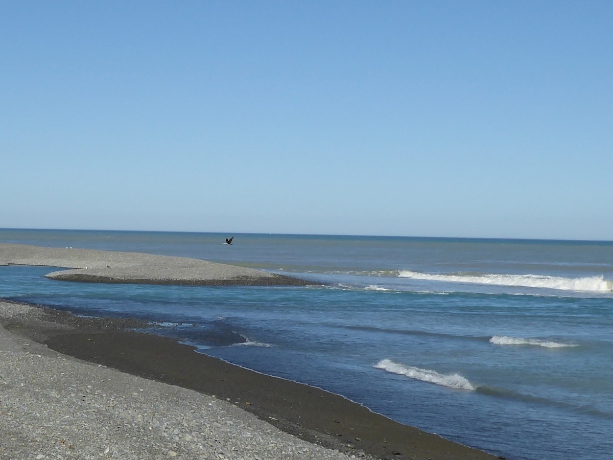 マミジロウ - ML647025999