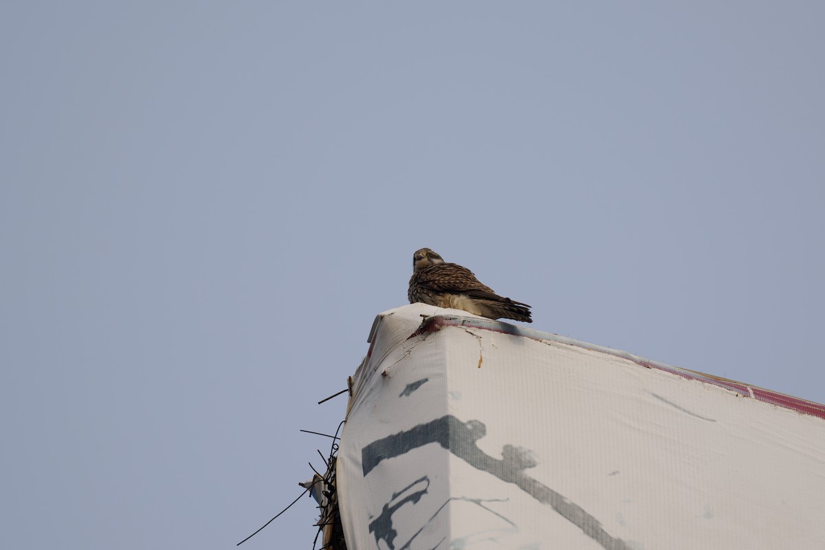 Eurasian Kestrel - ML647026004