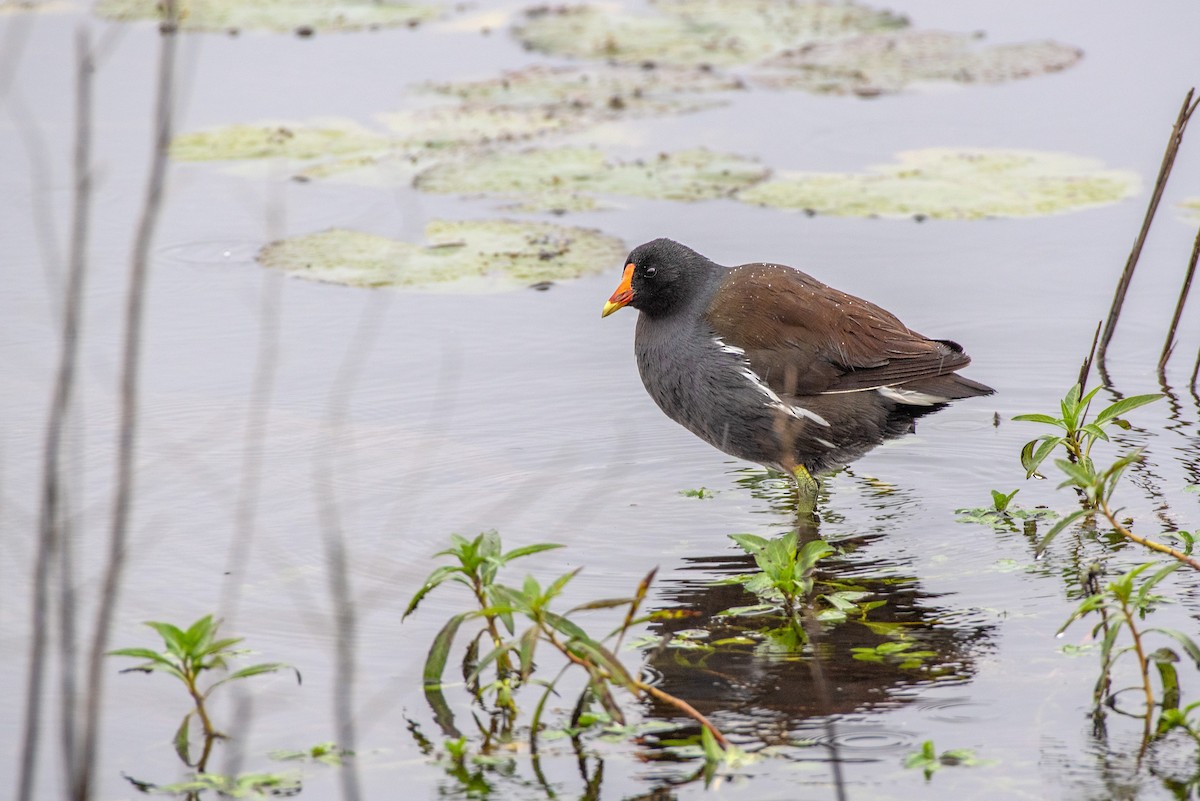 Common Gallinule - ML647026007