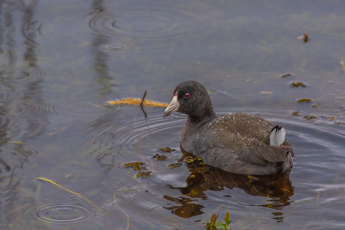 American Coot - ML647026009