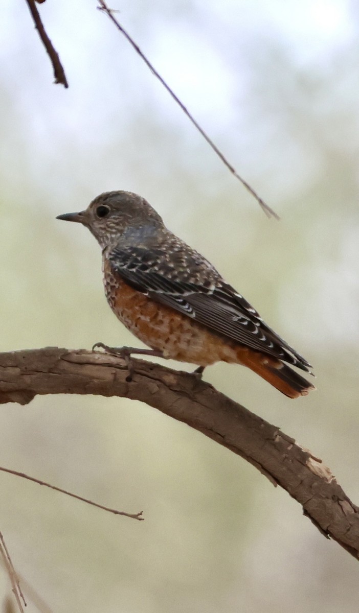 Rufous-tailed Rock-Thrush - ML647026010