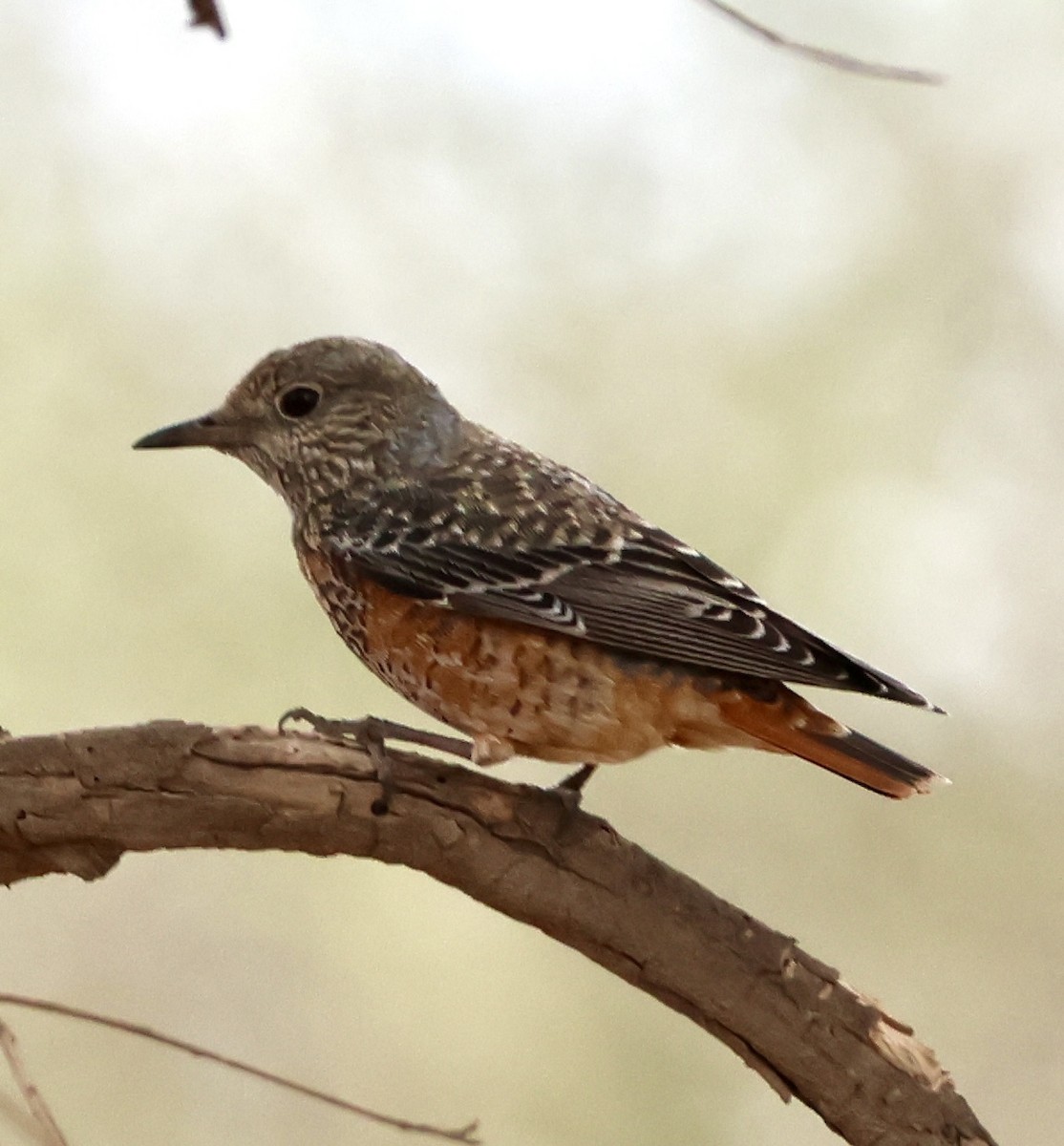 Rufous-tailed Rock-Thrush - ML647026011