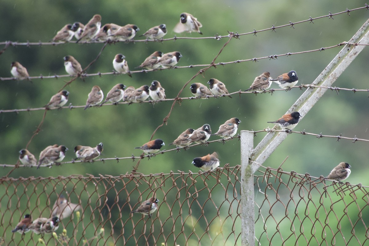 Black-and-white Mannikin - ML647026012