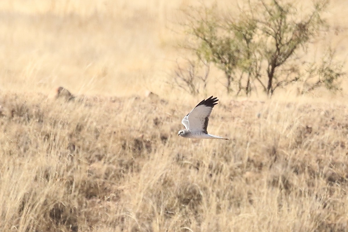 Northern Harrier - ML647026013
