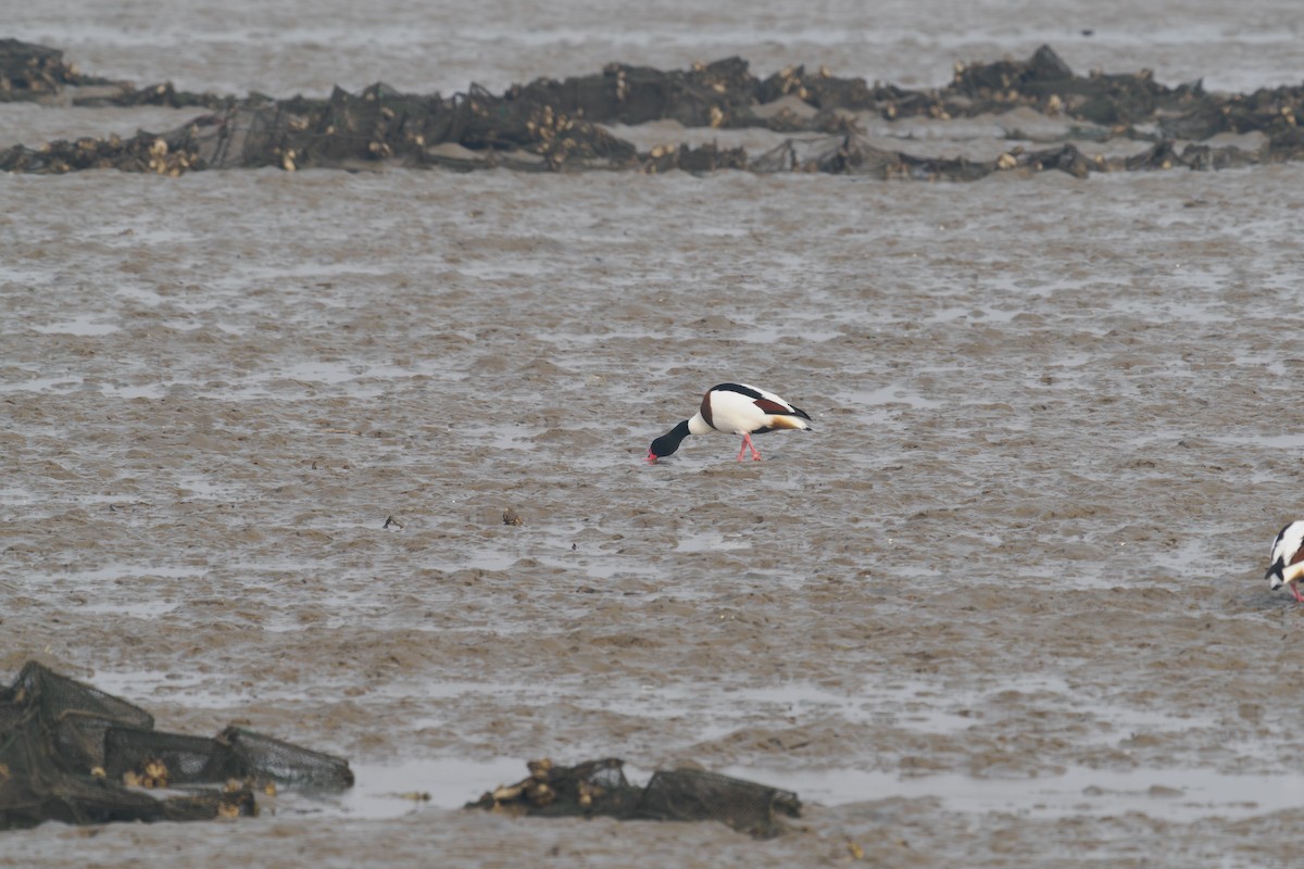 Paita arrunta - ML647026020