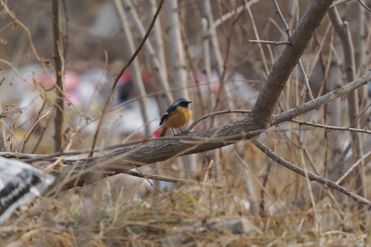 חכלילית סיבירית - ML647026021