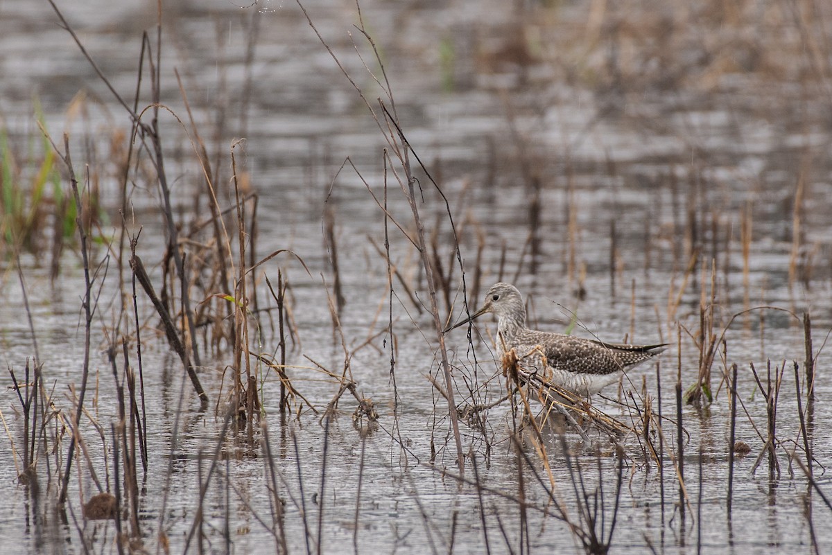 Greater Yellowlegs - ML647026022