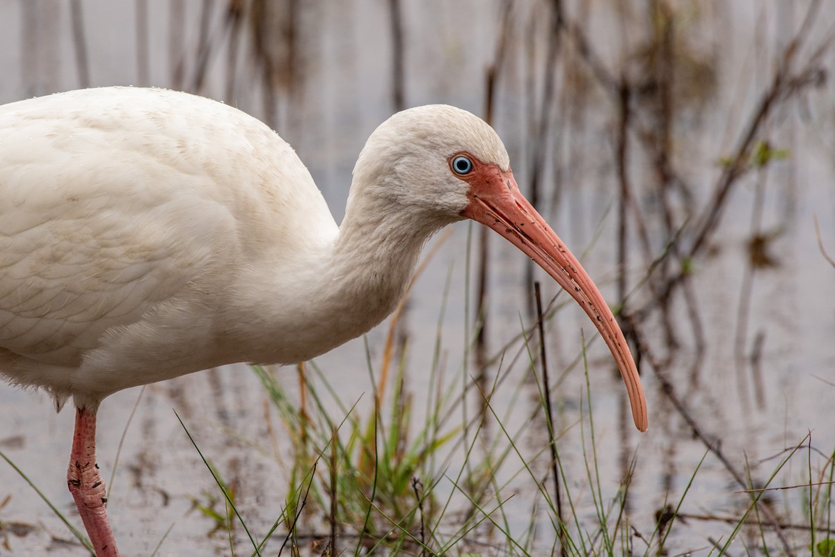 White Ibis - ML647026026