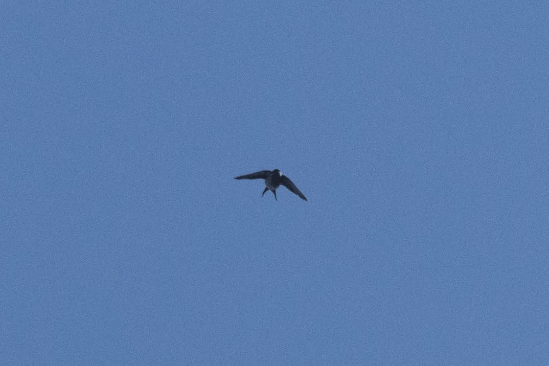 Asian House-Martin - ML647026027